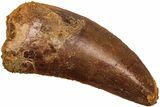 Serrated, Juvenile Carcharodontosaurus Tooth #214468-1
